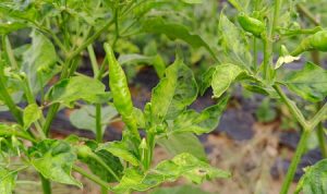 IMG_20241112_153329_948-picsay